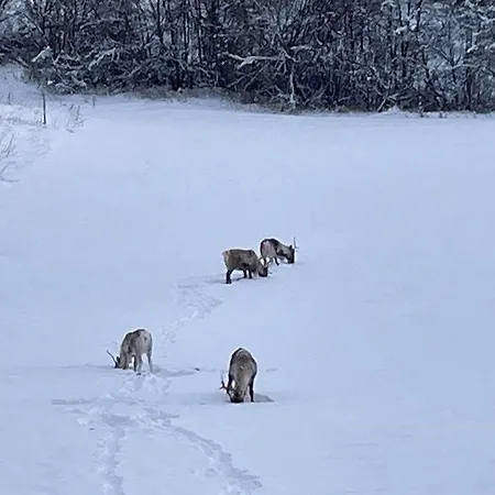 With Wildlife Close To Steinkjaer * Стейнхьер