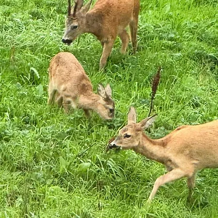 With Wildlife Close To Steinkjaer Дом отдыха *